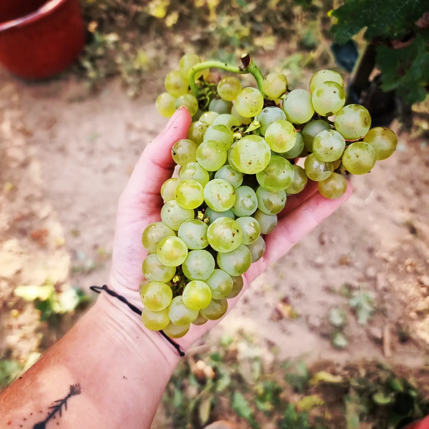 Frisch gelesene helle Trauben werden in der Hand gehalten.