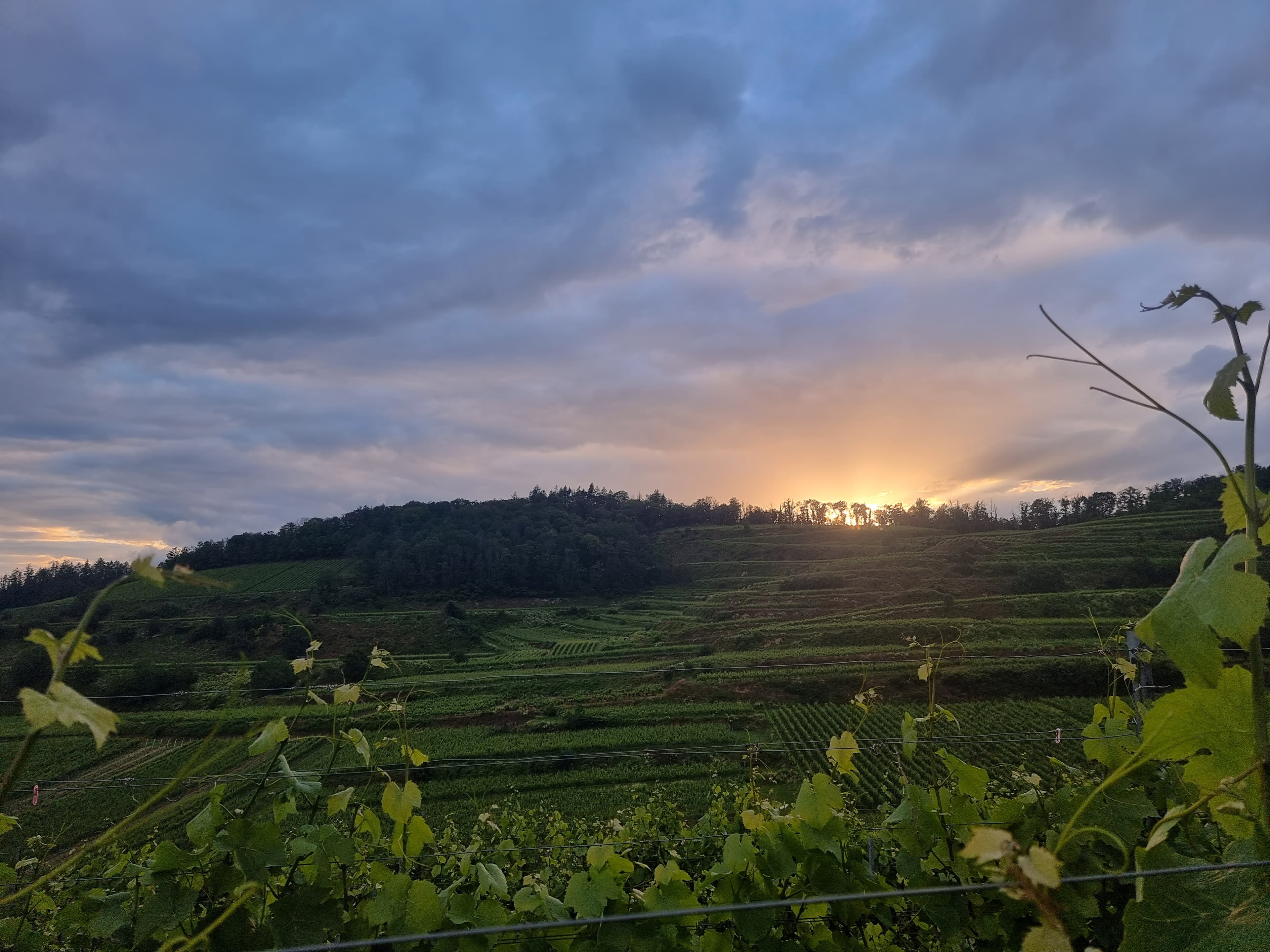 Abendstimmung über terrassierten Weinbergen im Kaiserstuhl.