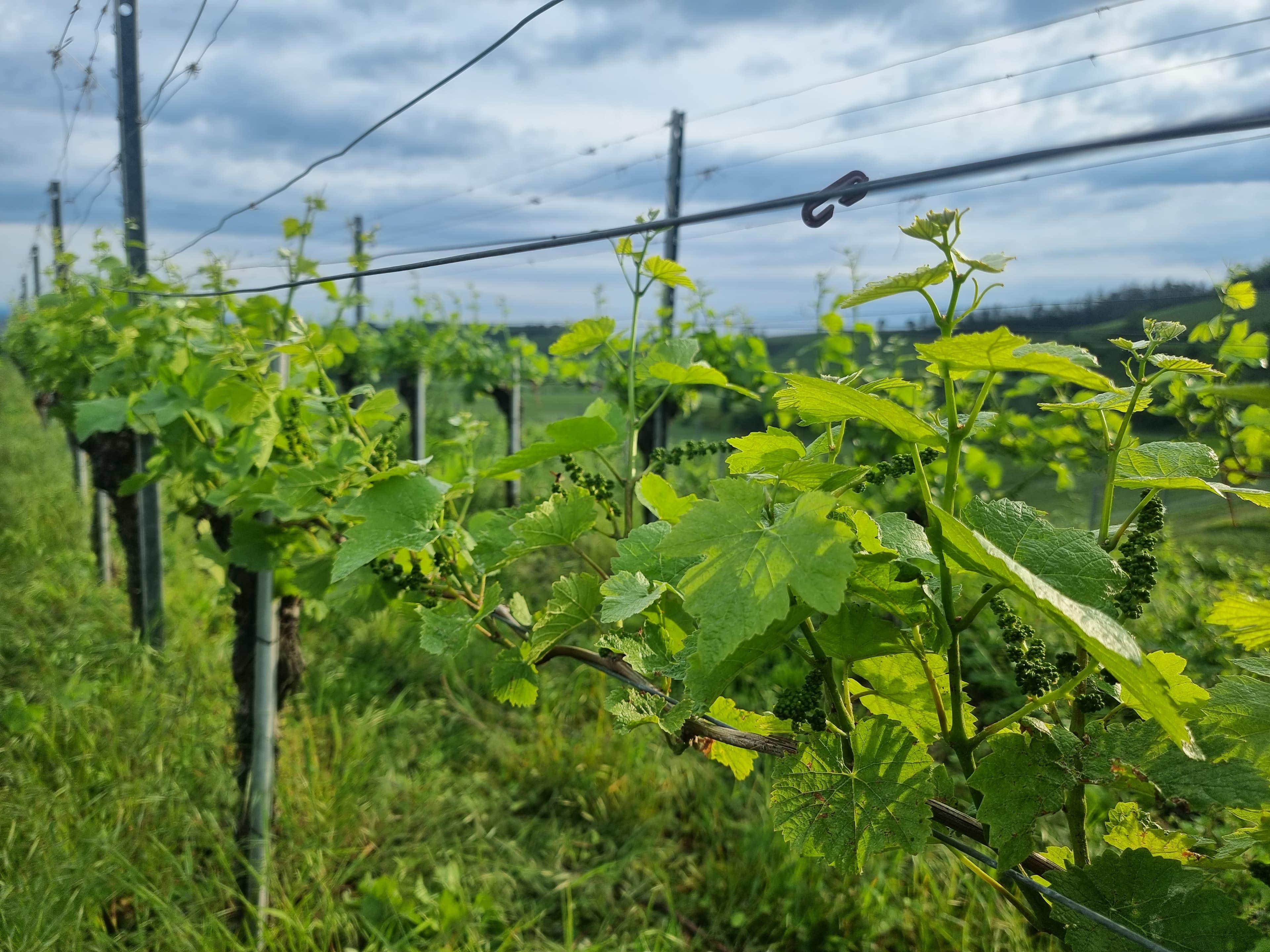 Nahaufnahme von Reben im Weinberg.